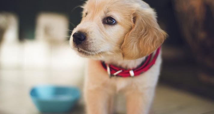 5 dolog, amit nem tudtál a kutyádról