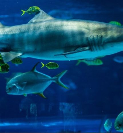 Két új akváriummal bővült a Tropicarium