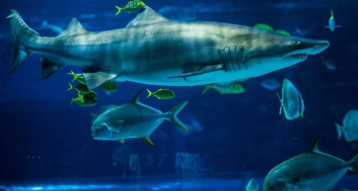 Két új akváriummal bővült a Tropicarium