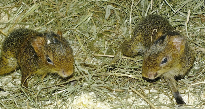 Törpemongúzok - A Tropicarium legbarátságosabb lakói