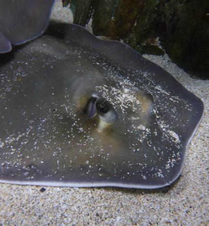 Különleges program a Tropicariumban - Rájasimogató