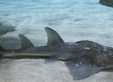 Tropicarium kulisszatitkok: a cápafarkú gitárrája