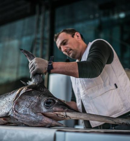 Csúcsragadozó a Lupán