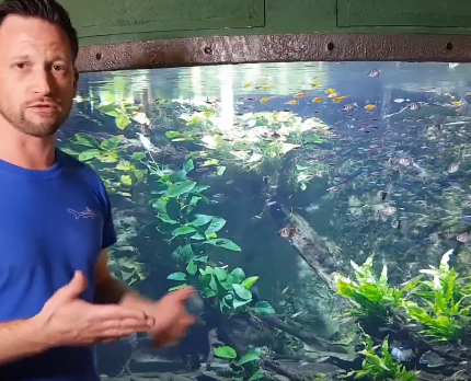 Kulisszatitkok: így rendeznek be egy akváriumot a Tropicariumban