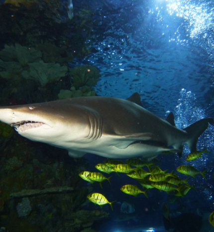 Beszélgetés az állat- és környezetvédelemről a Tropicariumban