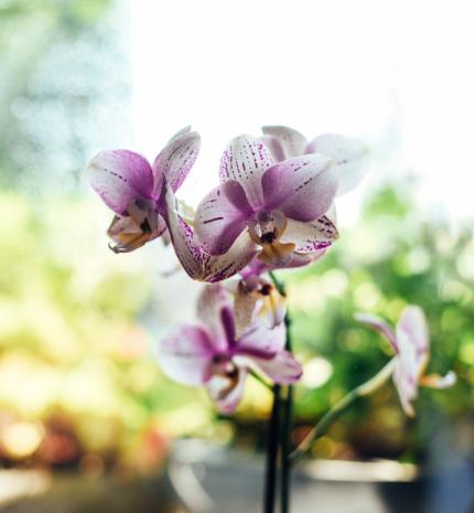 Stylelife - Orchideák között: Kirándulás ajánló