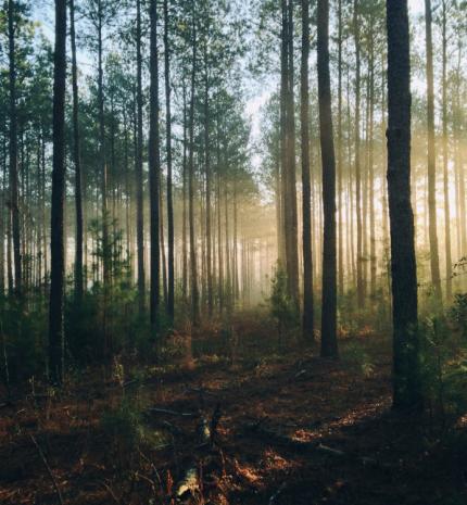 Szeretem benne a káosz rendjét