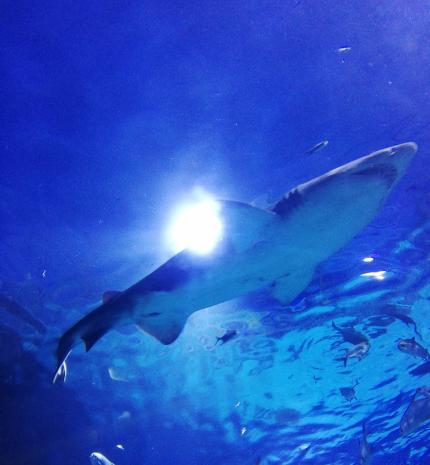 Homoki tigriscápák érkeztek a Tropicariumba