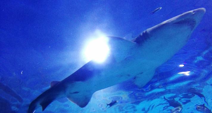 Homoki tigriscápák érkeztek a Tropicariumba