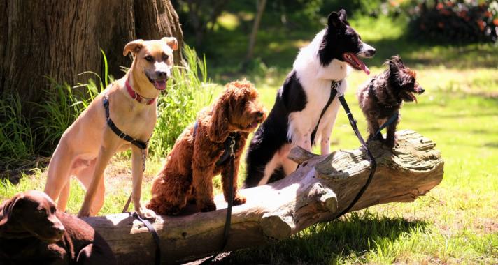 Érdekes és vicces tények a kutyákról