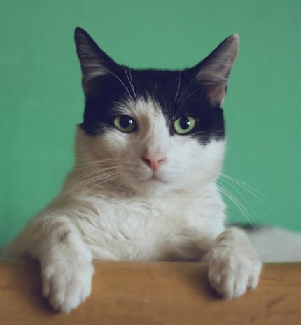 A macskatulajdonosokkal kapcsolatos sztereotípiák már nem érvényesek?