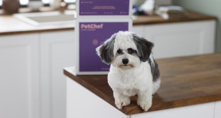 Friss ízek, egészség és szabadság: Hogyan segített a PetChef kutyaeledel allergiás kutyusunknak?