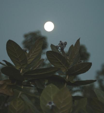 Az ehavi Telihold most a Szűz-Halak tengelyt köti össze, megspékelve a Szaturnusz és a Merkúr témáival