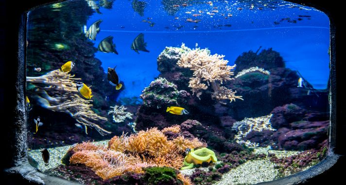 Tropicárium Magyarország különleges állatkertje