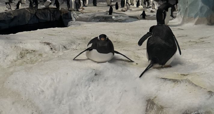 Mindenhol otthon :  A történet ahol én kezdődöm, avagy az első lélegzet idegen földön