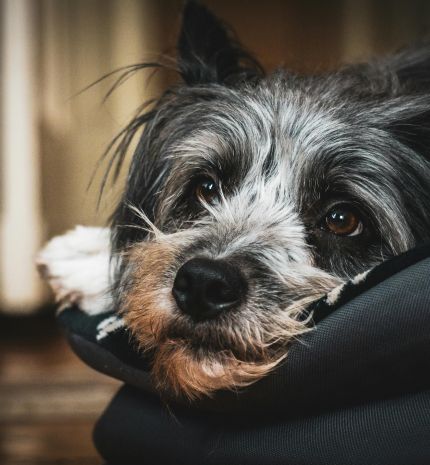 Honnan tudhatod, hogy a kutyád fájdalmat érez? – A 10 legfontosabb jel