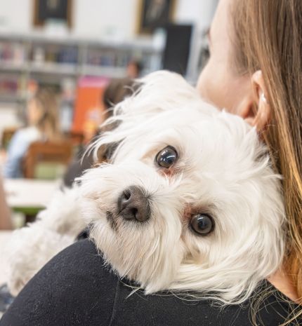 Tudatos gondoskodás négylábú családtagjainkért