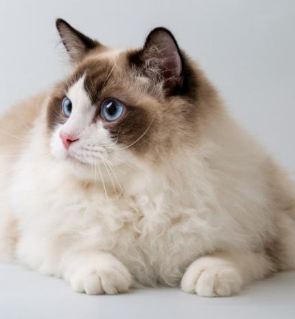 A cica nem eszik: mit jelez, és mikor kell azonnal orvos?