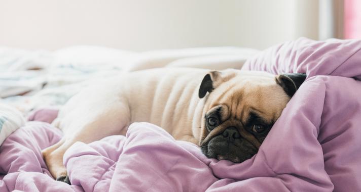 A kutya hirtelen kedvetlen, lassú, bújós? – A csendes betegségek láthatatlan jelei