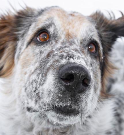 A legnagyobb félreértés a kutyák öregedéséről