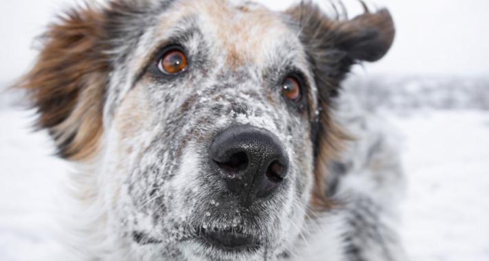 A legnagyobb félreértés a kutyák öregedéséről