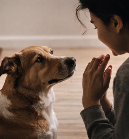 A „négylábú árnyék” jelenség: Miért követ a kutyád mindenhova?