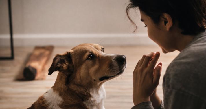 A „négylábú árnyék” jelenség: Miért követ a kutyád mindenhova?