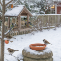 Vendégségben az ablakpárkányon: A téli madáretetés tudnivalói - Stylenews, divat, életmód, stílus