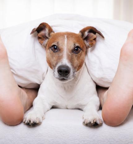 Keresd a nőt! - 10 dolog, amit minden kutyás ember csinál (de letagadja) – avagy valljuk be, Te is ilyen vagy