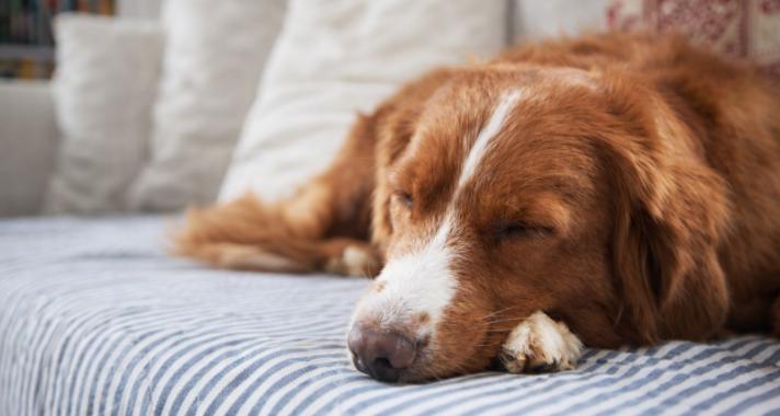 Mit csinál a kutyád, amikor nem vagy otthon – és mit mond ez rólad?