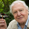 A Föld hangja százéves: Boldog születésnapot, Sir David Attenborough! - Stylenews, divat, életmód, stílus
