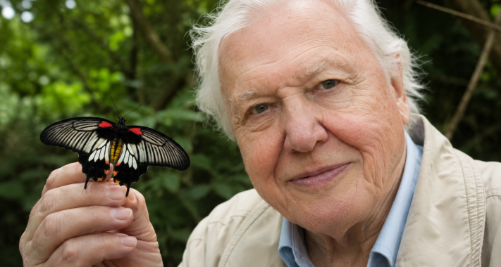 A Föld hangja százéves: Boldog születésnapot, Sir David Attenborough!
