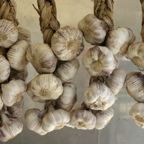 Fokhagyma, a népi gyógyászat kedvelt gyógyszere