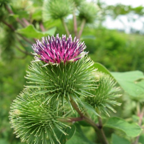 Gyomnövény, mégis gyógynövény. I. rész