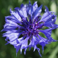 Hasznos gyomnövényeink II. rész. - Szépség & Egészség, divat, életmód, stílus