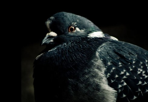 Budapesti Történetek - Béke