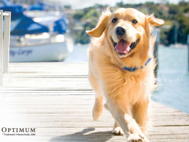 Golden Retriever Party!