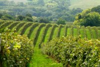 Sör, bor, hal: a hétvége csemegéi - , divat, életmód, stílus