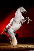 A spanyol lovasiskola mágikus ereje - Stylelife, divat, életmód, stílus