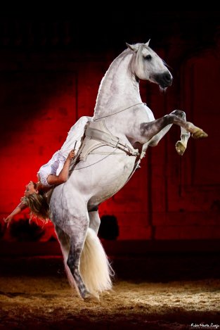 A spanyol lovasiskola mágikus ereje