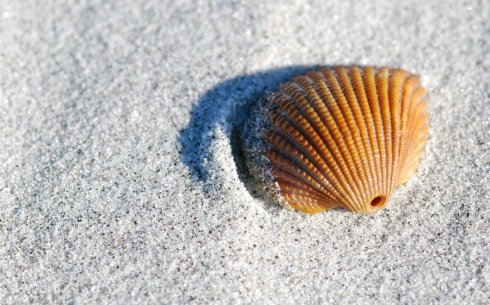 Mit kezdjek vele? A fésűkagyló