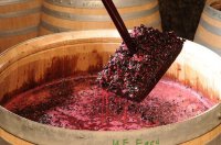 Újbort a Pincepiacról - Palackba zárva, divat, életmód, stílus