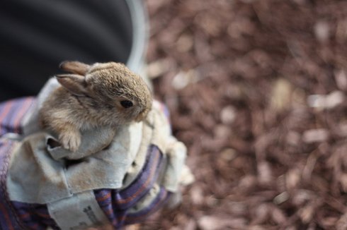 Hová, mész te kis nyulacska, ha végetér az ünnep?