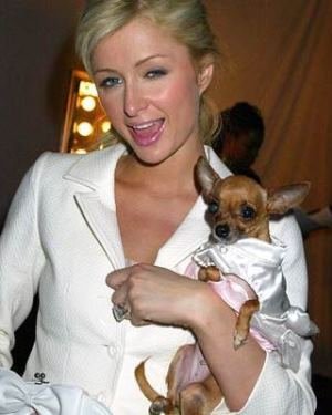 Paris Hilton: Örihari