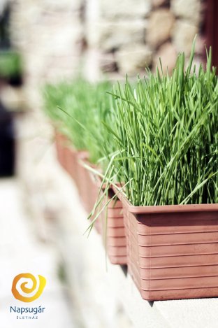 Karcsúsodj Vegánul, Vagányul!