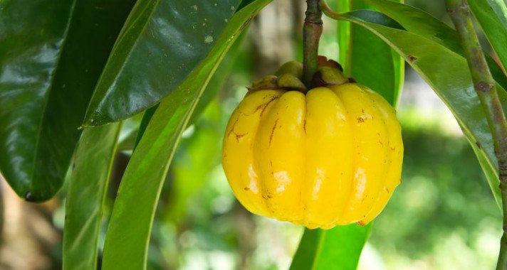 Diétád megmentője: Garcinia