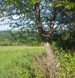 Kiazöldbe: Túrák népe