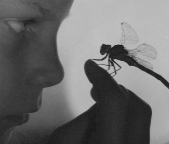 Halott kabócák a fákon