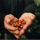 Miről ismerszik meg a minőségi szemes kávé? - Palackba zárva, divat, életmód, stílus