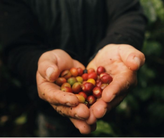 Miről ismerszik meg a minőségi szemes kávé?
